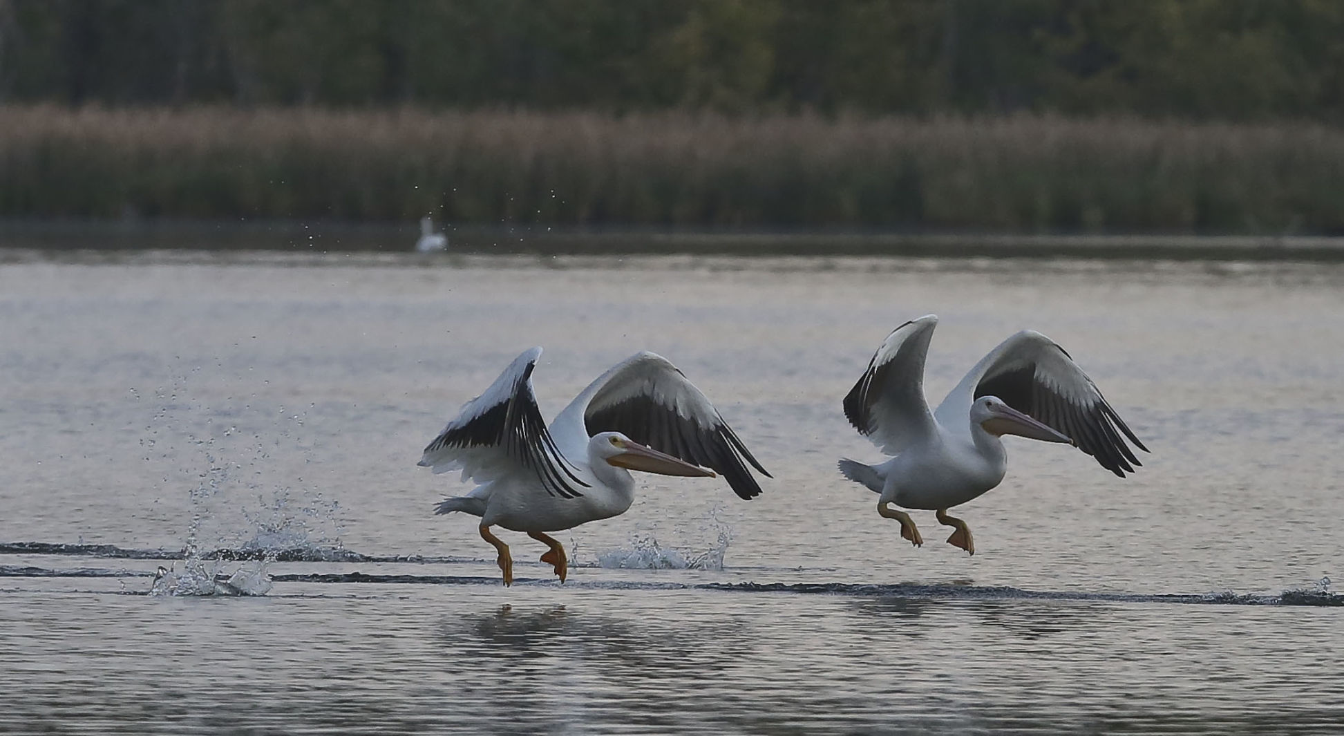 Pelicans 4 10.10.18.JPG